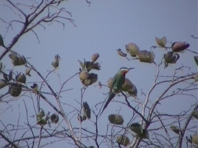 Blue-cheeked bee-eater.jpg