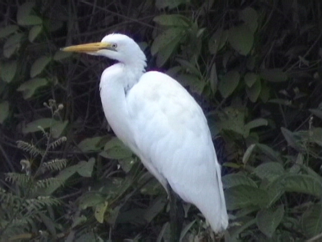 Great white egret1.jpg