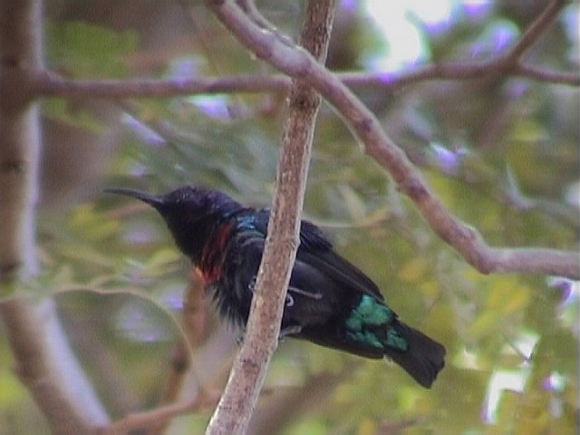 Splendid sunbird.jpg