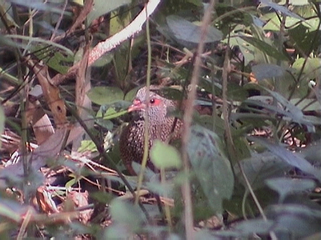 Stone partridge.jpg