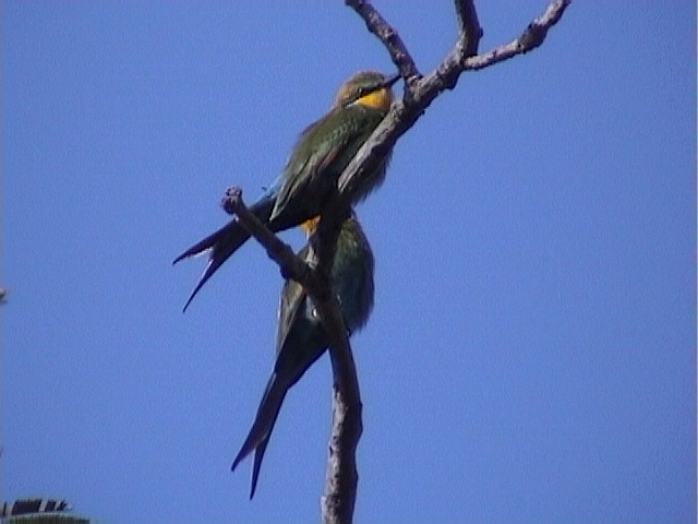 Swallow-tailed bee-eater1.jpg