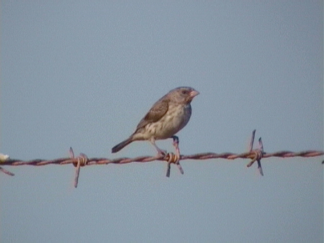 White-rumped seedeater male.jpg