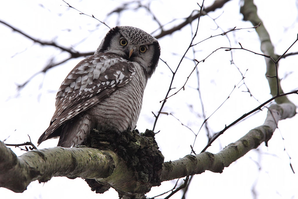 Hkuggla - Hawk Owl (Surnia ulula)