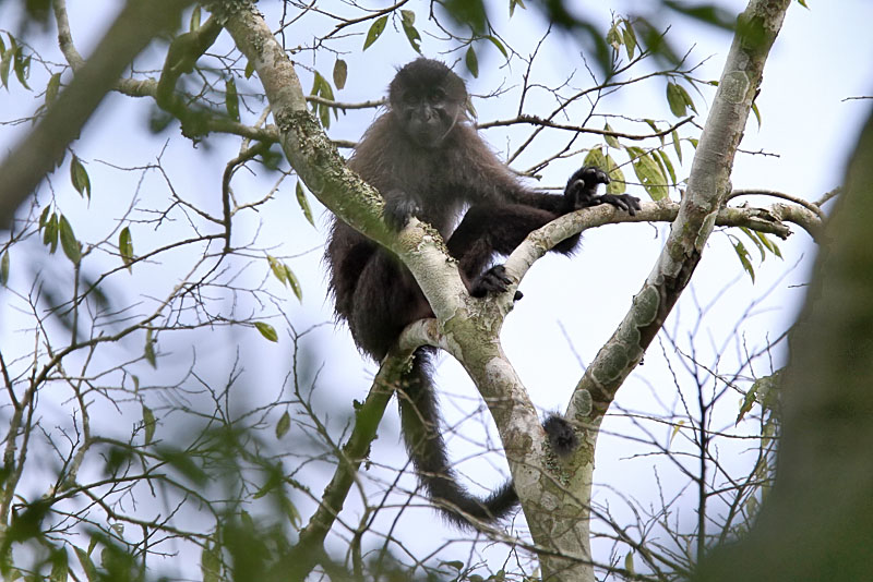 Grey-cheeked mangabey - (Cercocebus albigenia)