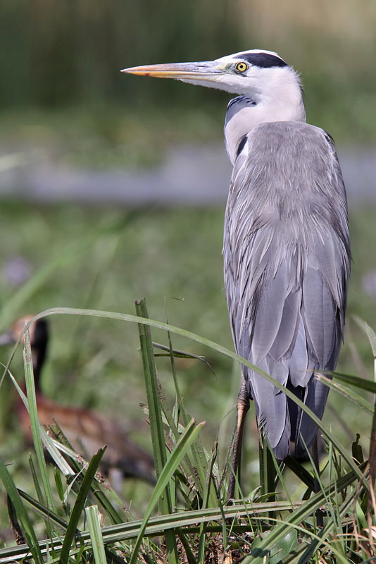 Grey Heron - (Ardea  cinera)