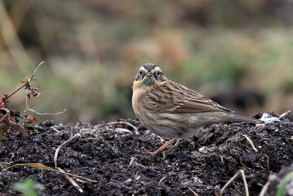 Svartstrupig jrnsparv - Black-throated Accentor (Prunella atrogularis)