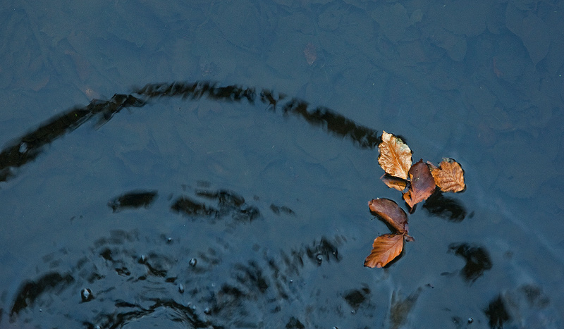 Minimalism<br>Pond Water