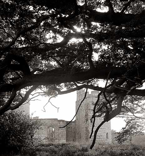 Overhanging Oaks, Bodiam castle, England, 1973