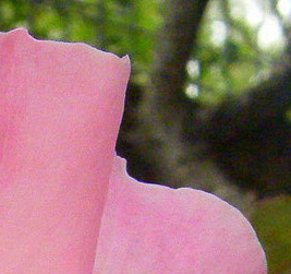 A_pink_rose_large_top_right.jpg