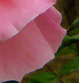 A_pink_rose_large_lower_right.jpg