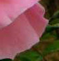 A_pink_rose_small_lower_right.jpg