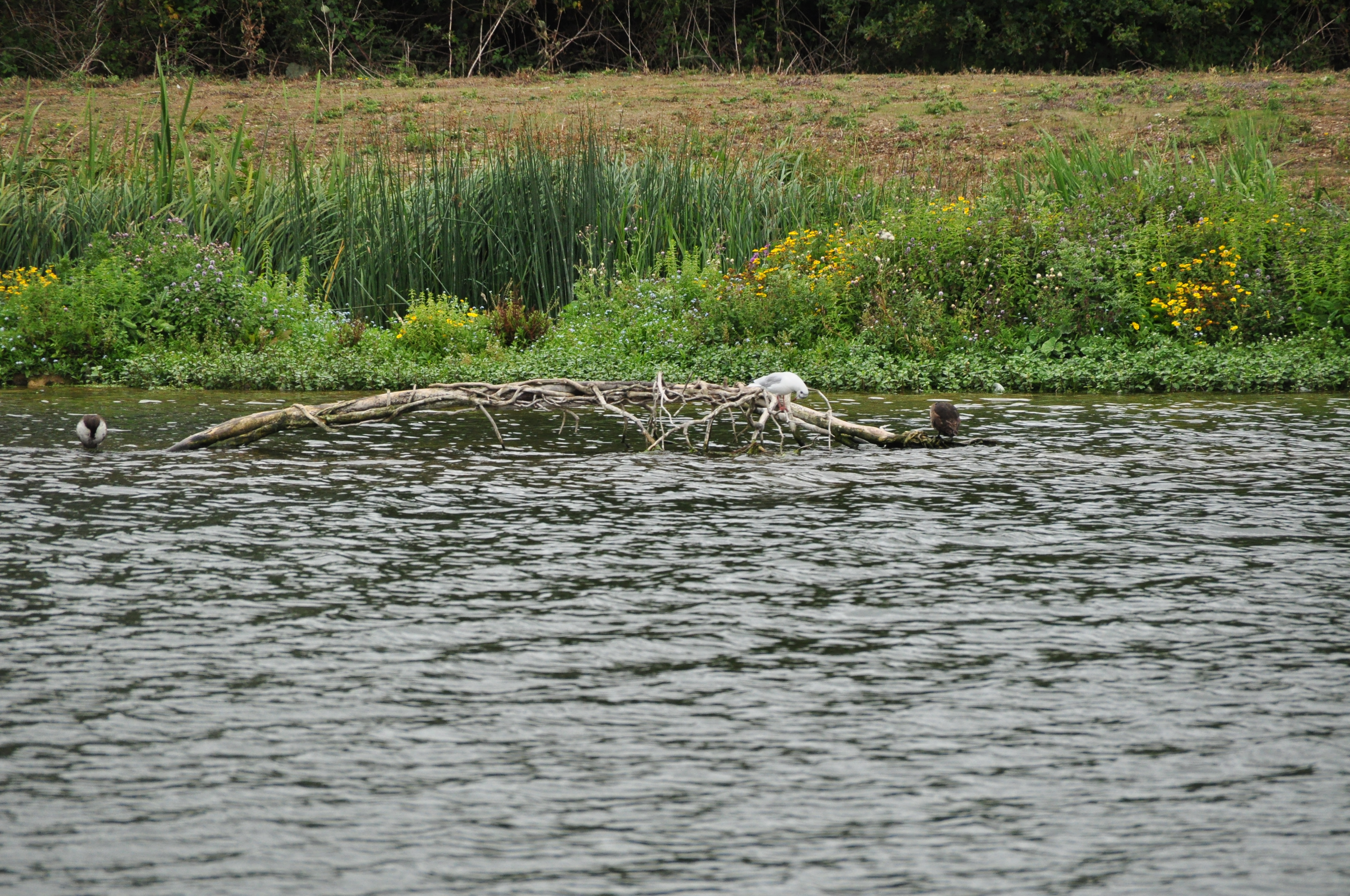 DSC_9485_N-D5k.JPG