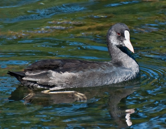Coot_DSC_28784_W700.jpg