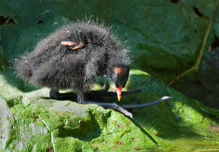 Moorhen_DSC_28748_W700.jpg