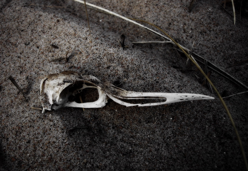 skull