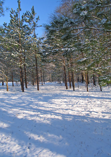 A snowy path between the trees