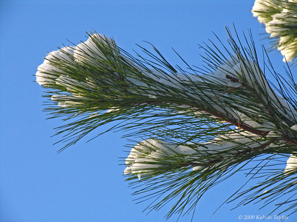 Pine needles covered in snow