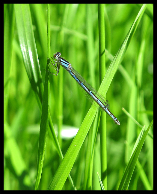 Bluet damselfly