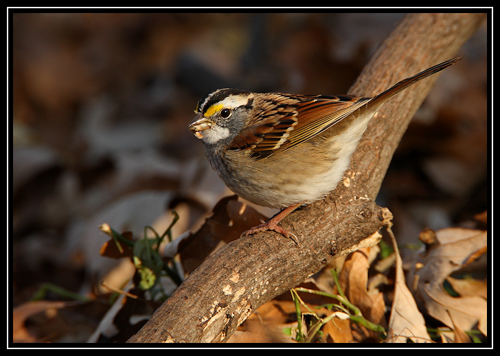 White-throated sparrow