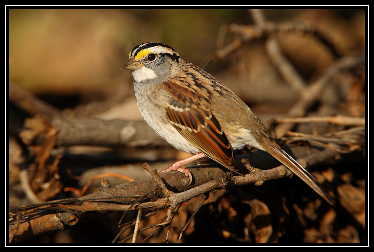 White-throated sparrow <div class=cr>©  Liz Stanley</div>