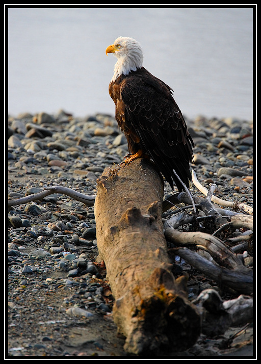 Bald eagle <div class=cr>©  Liz Stanley</div>