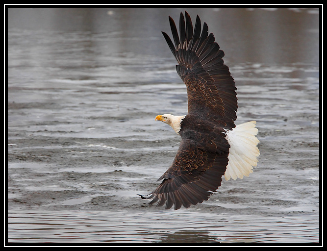 Bald eagle <div class=cr>©  Liz Stanley</div>