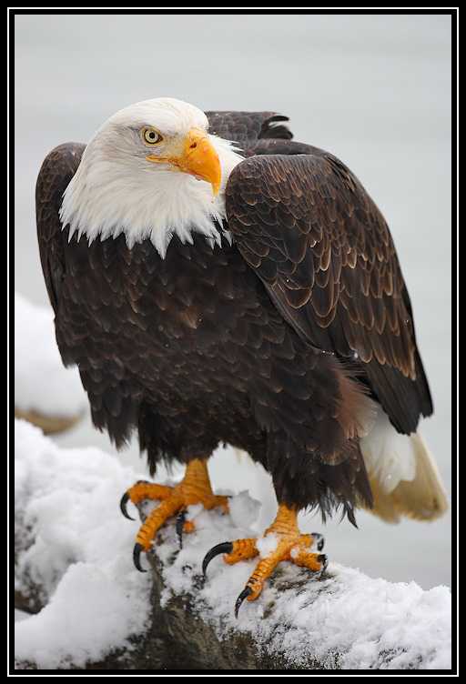 Bald eagle <div class=cr>©  Liz Stanley</div>