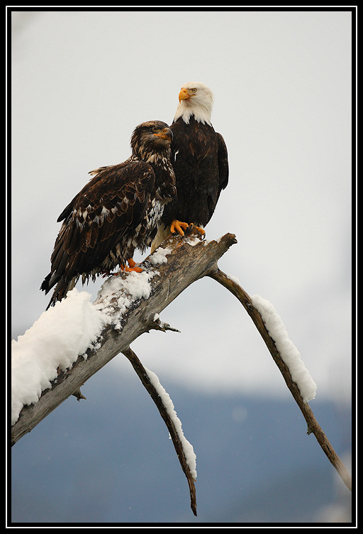 Bald eagles (adult and juvenile) <div class=cr>©  Liz Stanley</div>