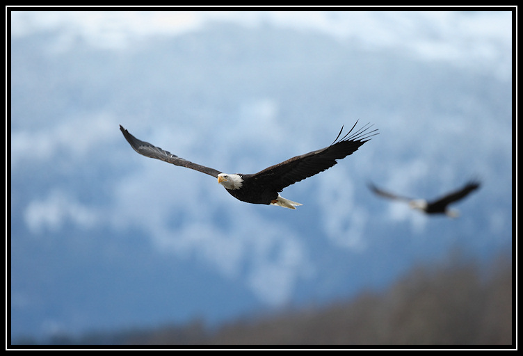 Bald eagles <div class=cr>©  Liz Stanley</div>