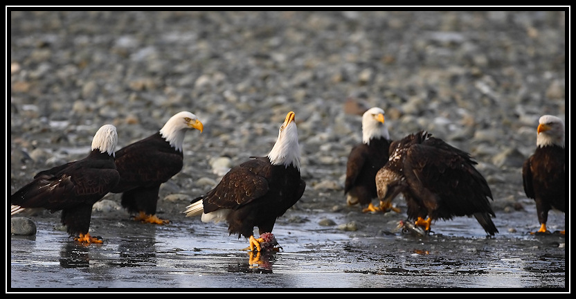 Bald eagles <div class=cr>©  Liz Stanley</div>