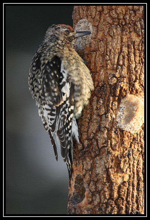 Yellow-bellied sapsucker