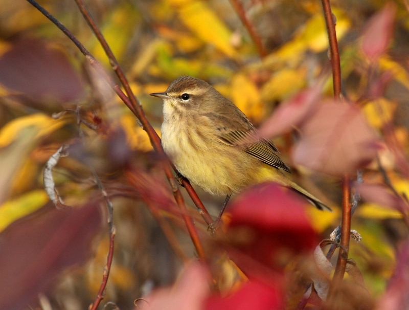 Palm Warbler 3590