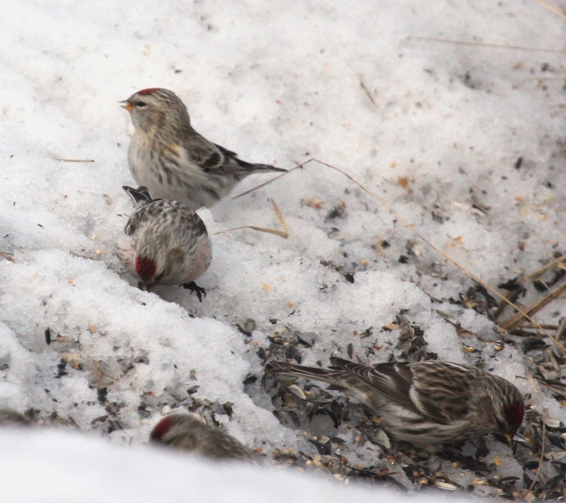 Hoary Redpolls 6312