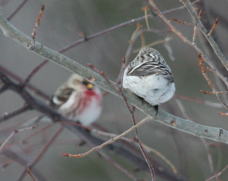 Hoary Redpoll 6272