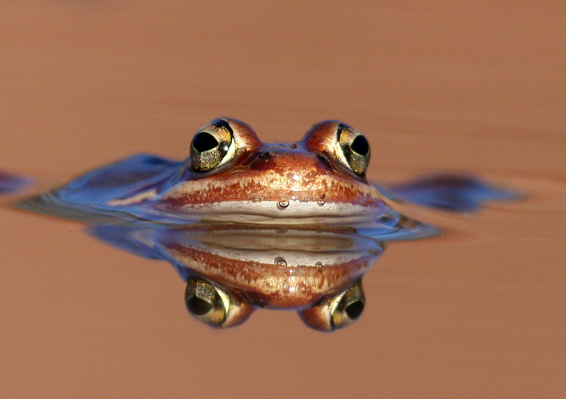 Wood Frog 7167