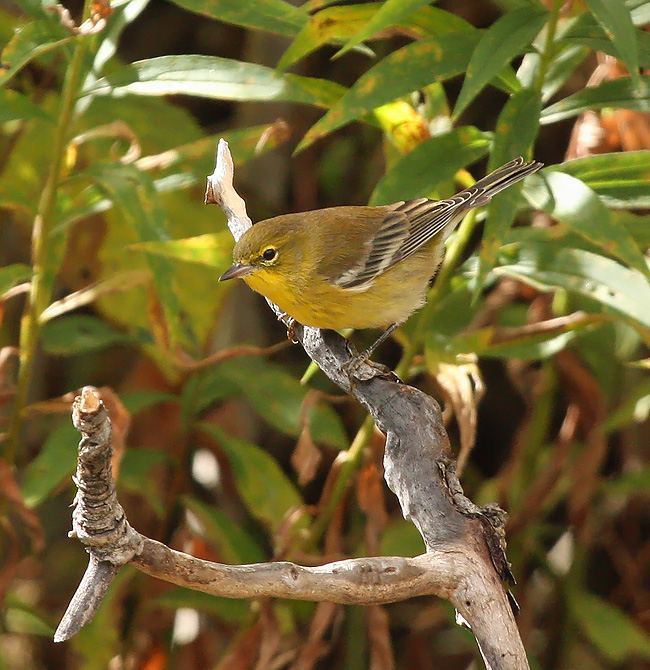 Pine Warbler 0743