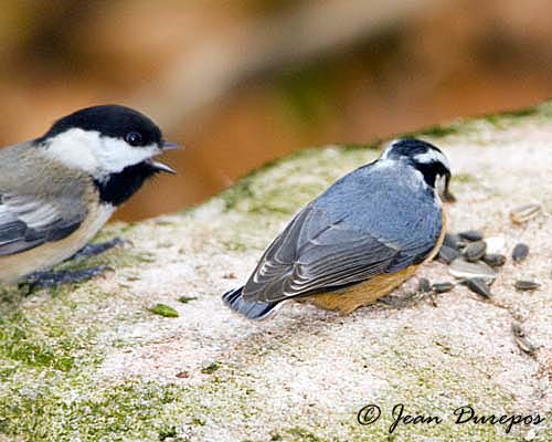 Black-capped Chickadee & Red-breasted Nuthatch