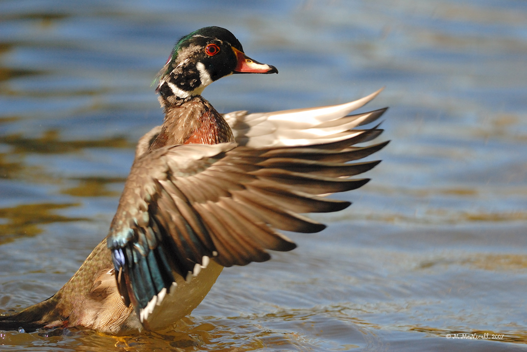 Canard branchu