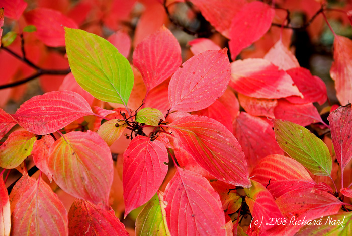 Fall Viburnum - I