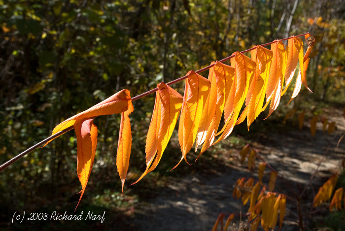 Golden Fall Sumac
