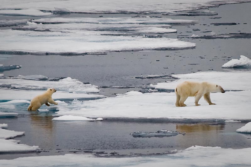 Polar Bear Mom and Cub