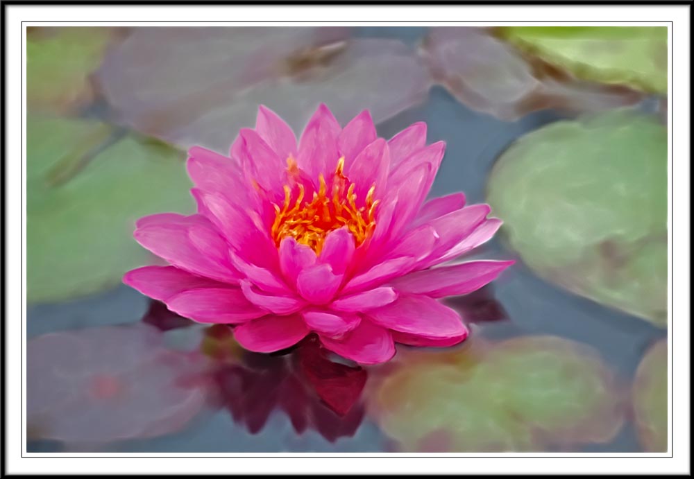 Walters fabulous water lily
