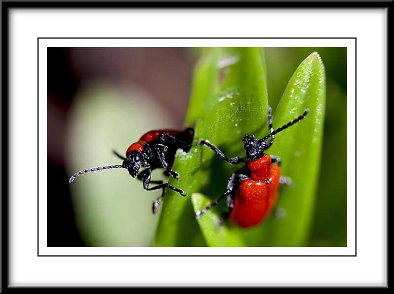 red flying beetles....