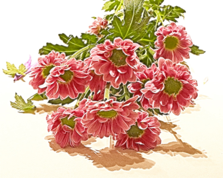 pink mini crysanths