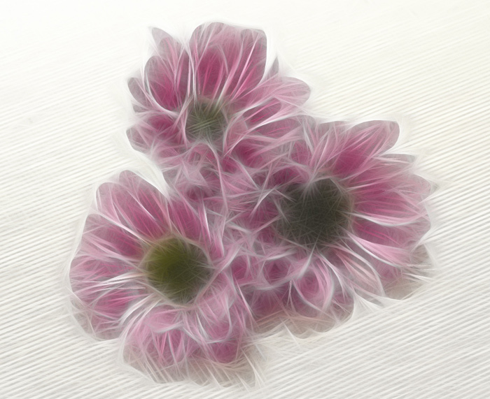 pink crysanths