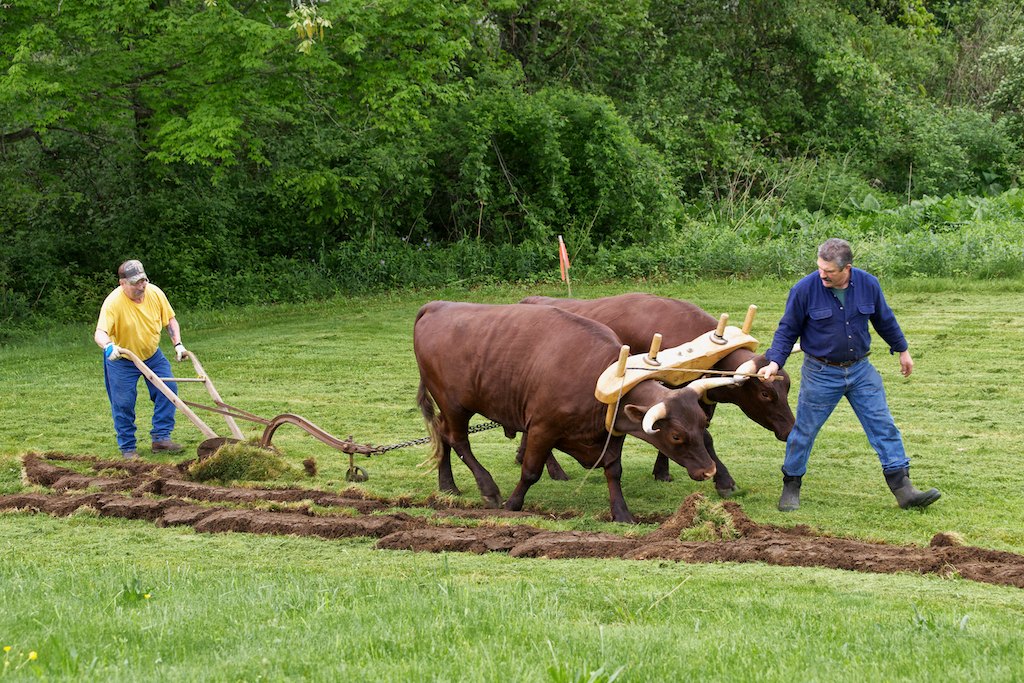 Working the young oxen