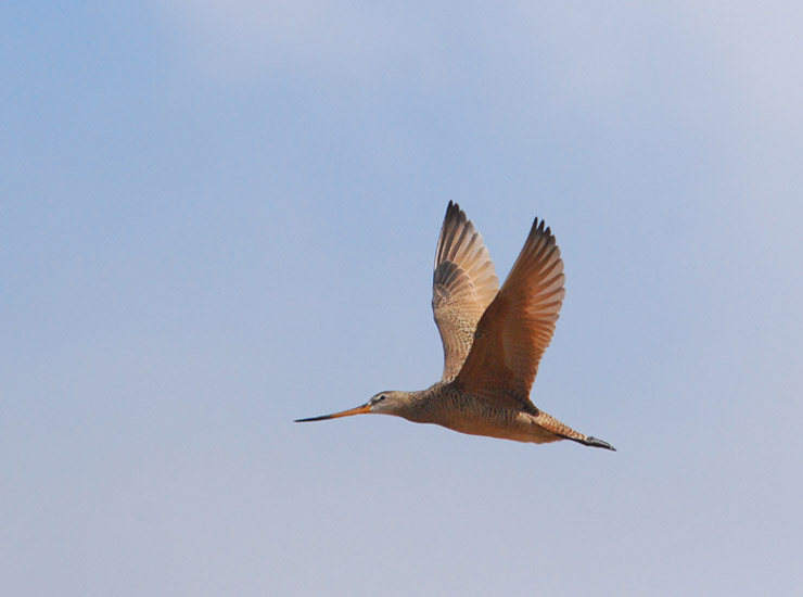 Marbled Godwit