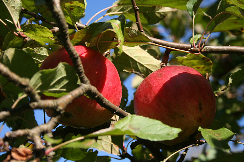 Right time to set of apples