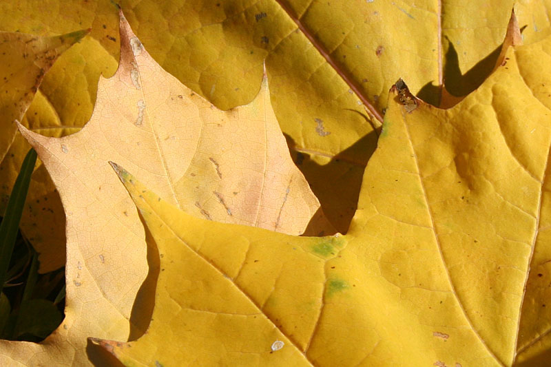Colors of autumn