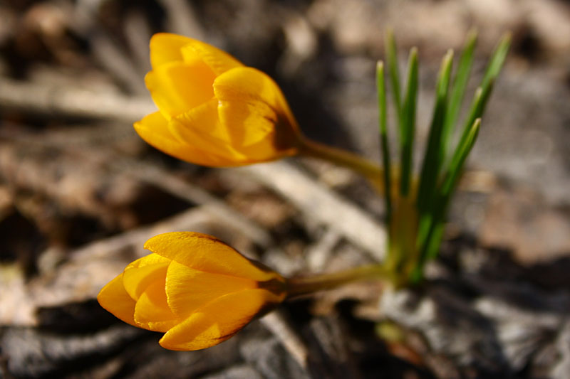 Crocus